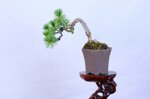 baptiste-mini-pin-blanc-du-japon-ref-pin-52