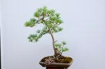 jacky-pin-blanc-du-japon-triple-tronc-ref-pin-28