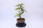 marie-louise-meleze-du-japon-moyogi-ref-lari-33