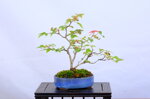 josette-erable-trident-sankan-ref-acer-57