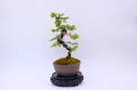 marie-louise-meleze-du-japon-moyogi-ref-lari-33