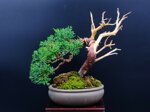 raphael-shohin-kishu-ref-juni-40
