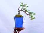 morgane-cotoneaster-cascade-ref-coto-93
