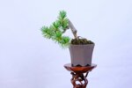 baptiste-mini-pin-blanc-du-japon-ref-pin-52