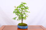 patrick-zelkova-en-balai-ref-zelk-10