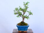 lara-cotoneaster-sous-le-vent-ref-coto-99