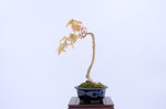 sophie-erable-du-japon-ref-acer-53