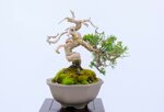 jean-charles-shohin-itoigawa-ref-juni-41