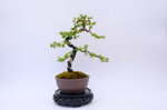 marie-louise-meleze-du-japon-moyogi-ref-lari-33