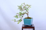 marge-eleagnus-cascade-ref-elea-38