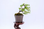 salome-meleze-du-japon-demi-cascade-ref-lari-41