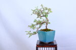 marge-eleagnus-cascade-ref-elea-38