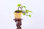 daphne-pseudocydonia-cascade-ref-pseu-14