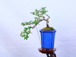 morgane-cotoneaster-cascade-ref-coto-93