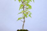 martin-erable-trident-moyogi-ref-acer-56