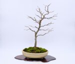 charles-1er-charme-shakan-ref-carp-16