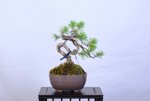 nathalia-pin-sylvestre-moyogi-ref-pin-57