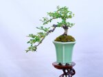 isabelle-cotoneaster-cascade-ref-coto-94