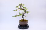 marie-louise-meleze-du-japon-moyogi-ref-lari-33