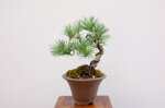 dannie-pin-blanc-du-japon-ref-pin-54