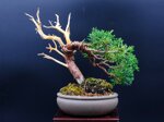 raphael-shohin-kishu-ref-juni-40