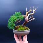 raphael-shohin-kishu-ref-juni-40