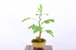 salvatore-ginkgo-biloba-moyogi-ref-gin-03