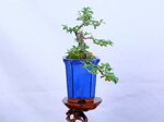 morgane-cotoneaster-cascade-ref-coto-93