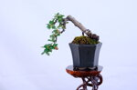 boris-mini-cotoneaster-cascade-ref-coto-89