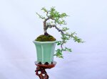 isabelle-cotoneaster-cascade-ref-coto-94