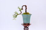 adele-cotoneaster-en-cascade-ref-coto-80