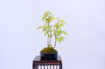 mona-cepee-derables-ref-acer-47