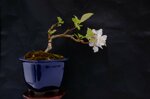 edwina-mini-pommier-a-fleurs-ref-malu-17