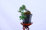 boris-mini-cotoneaster-cascade-ref-coto-89
