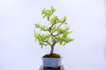 olivier-pyracantha-moyogi-ref-pyra-05