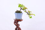 edgar-pseudocydonia-cascade-ref-pseu-15