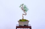 thimote-pin-sylvestre-ref-pin-55
