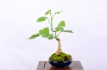 denver-ginko-biloba-shakan-ref-gin-01