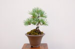 dannie-pin-blanc-du-japon-ref-pin-54
