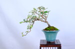 coralie-eleagnus-cascade-ref-elea-40