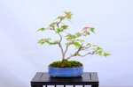 josette-erable-trident-sankan-ref-acer-57