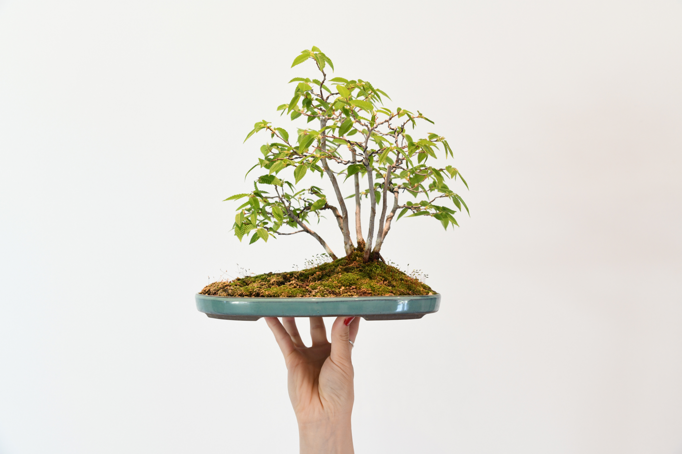 eyJmciI6InN1ciB1biBmb25kIGJsYW5jLCB1bmUgbWFpbiB0aWVudCB1bmUgcGV0aXRlIGZvcup0IGJvbnNh7yBkZSBmZXVpbGx1cywgY29tbWUgdW4gcGF5c2FnZS4ifQ==