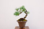 dannie-pin-blanc-du-japon-ref-pin-54