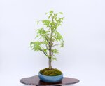 gwendoline-zelkova-en-balai-ref-zelk-09