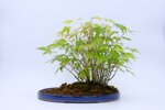 elisa-foret-derables-du-japon-ref-acer-40