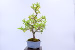 olivier-pyracantha-moyogi-ref-pyra-05