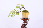 daphne-pseudocydonia-cascade-ref-pseu-14