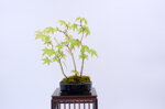 mona-cepee-derables-ref-acer-47