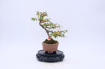 victoire-mini-cotoneaster-moyogi-ref-coto-62