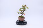 victoire-mini-cotoneaster-moyogi-ref-coto-62